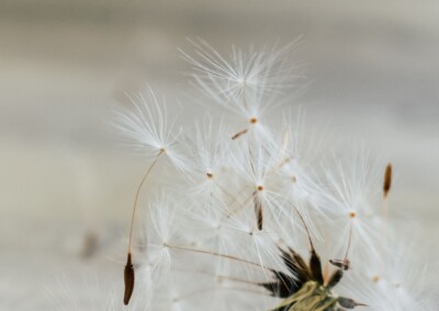 Dandelion Up Close, Dandelion, still life, still life photography, photography, fine art photography, dramatic lighting still life,