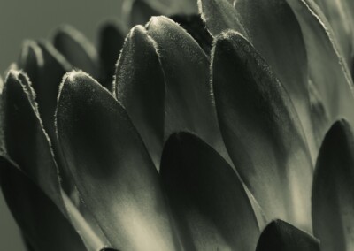 Monochrome Protea, protea flower, close up protea flower, protea petals, monochrome photo of protea, monochromatic photograph, Monochrome flower, fine art flower photography, close up flower photography,