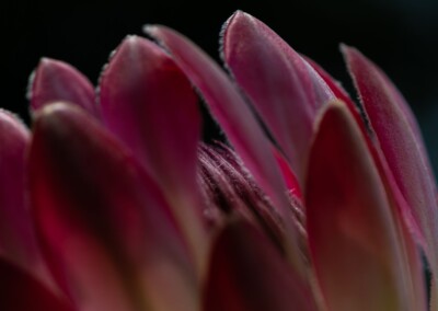 Pink protea flower, protea flower, protea petals, petals, pink petals, flower, single flower, flower close-up, protea flower close-up, flower photography, close-up photography, still-life, still-life photography, fine art photography, beautiful flowers, flower magic