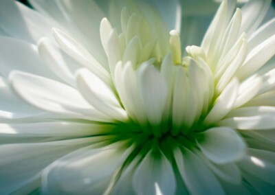 white flower, flower photography, nature, close up photography, petal, flower petal