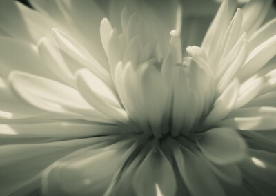 Chrysanthemum Flower, Chrysanthemum Flower in monochrome, petals, white flower in monochromatic tones, flower petals in monochrome, flower petals, petals, flower photography, fine art flower photography, close up flower photography, full frame flower photo, botanical beauty in monochrome