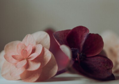 hydrangea flower, flower, petals, flower petals, flower close-up, close-up, flower photography, close-up photography, still-life, still-life photography, fine art photography, beautiful flowers, flower magic