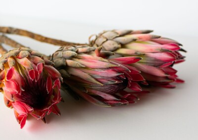 Pink protea flower, protea flower, protea petals, petals, pink petals, flower, single flower, flower close-up, protea flower close-up, flower photography, close-up photography, still-life, still-life photography, fine art photography, beautiful flowers, flower magic