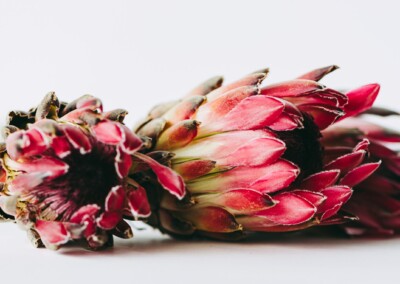 Pink protea flower, protea flower, protea petals, petals, pink petals, flower, single flower, flower close-up, protea flower close-up, flower photography, close-up photography, still-life, still-life photography, fine art photography, beautiful flowers, flower magic