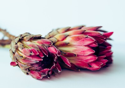 Pink protea flower, protea flower, protea petals, petals, pink petals, flower, single flower, flower close-up, protea flower close-up, flower photography, close-up photography, still-life, still-life photography, fine art photography, beautiful flowers, flower magic