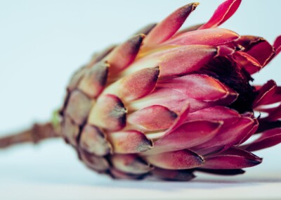 Pink protea flower, protea flower, protea petals, petals, pink petals, flower, single flower, flower close-up, protea flower close-up, flower photography, close-up photography, still-life, still-life photography, fine art photography, beautiful flowers, flower magic