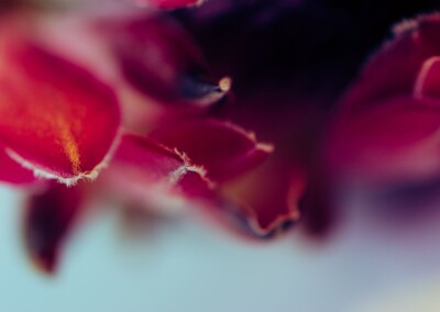 Pink protea flower, protea flower, protea petals, petals, pink petals, flower, single flower, flower close-up, protea flower close-up, flower photography, close-up photography, still-life, still-life photography, fine art photography, beautiful flowers, flower magic