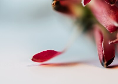 Pink protea flower, protea flower, protea petals, petals, pink petals, flower, single flower, flower close-up, protea flower close-up, flower photography, close-up photography, still-life, still-life photography, fine art photography, beautiful flowers, flower magic