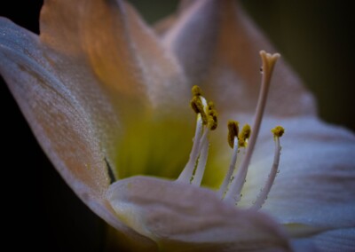 white flower, flower photography, nature, close up photography, petal, flower petal