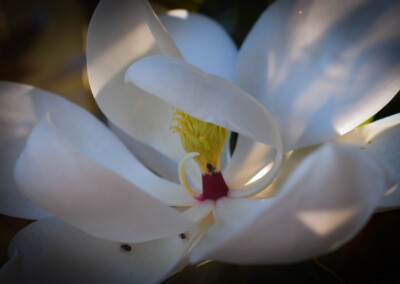 white flower, flower photography, nature, close up photography, petal, flower petal