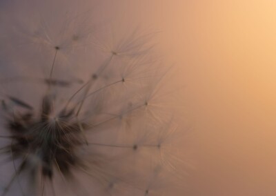 Dandelion Up Close, Dandelion, still life, still life photography, photography, fine art photography, dramatic lighting still life,