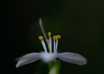 white flower, flower photography, nature, close up photography, petal, flower petal