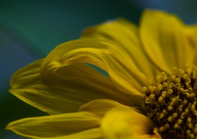 Yellow sunflower off centre closeup with blue green background