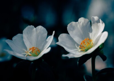 white flower, flower photography, nature, close up photography, petal, flower petal, bokeh background