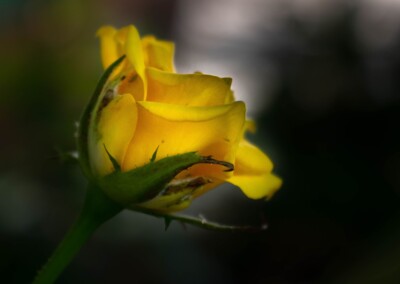 Yellow rose, rose, roses, flower, flowers, flower photography, photography, still-life, still-life photography, bokeh, blurry background