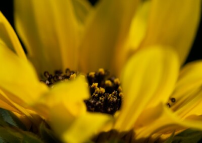 Yellow sunflower single