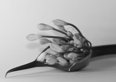 Agapanthus Monochrome, agapanthus buds, flower buds, monochromatic, monochrome flower, agapanthus flower, black and white flower photo, b&w, b&w photography, monochrome photography, nature, nature in black and white, single b&w flower, beautiful b&w flower, growing flower, flora, black & white single flower