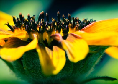 Full frame sunflower with green background