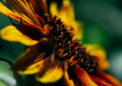 Closeup of mini sunflower with green background