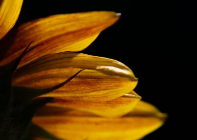 Sunflower petals with black background