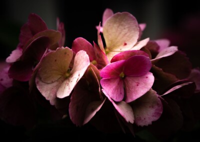 hydrangea flower, flower, petals, flower petals, single flower, flower close-up, flower, close-up, flower photography, close-up photography, still-life, still-life photography, fine art photography, beautiful flowers, flower magic