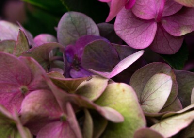 hydrangea flower, flower, petals, flower petals, single flower, flower close-up, flower, close-up, flower photography, close-up photography, still-life, still-life photography, fine art photography, beautiful flowers, flower magic