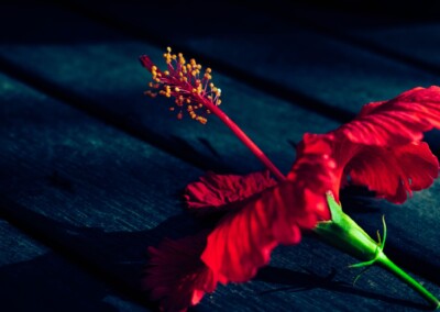 Hibiscus flower, hibiscus, beautiful flowers, flowers, flower photography, fine art photography, single hibiscus flower, photography, still-life, dramatic lighting, dark background, beauty in flowers, flower magic