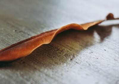 Single brown feather still life, brown feather, still-life, still-life photography, lone feather, nature, photography