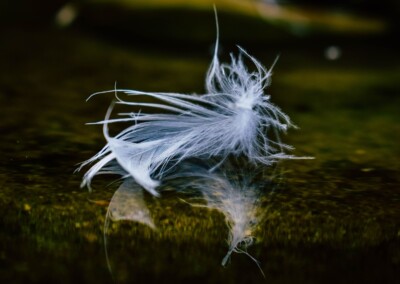 White Feather Reflection, reflections, reflection in water, feather, white feather, feather floating on water, floating feather, still life, still life photography, photography, nature, nature photo