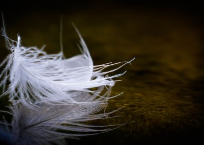White Feather Reflection, reflections, reflection in water, feather, white feather, feather floating on water, floating feather, still life, still life photography, photography, nature, nature photo