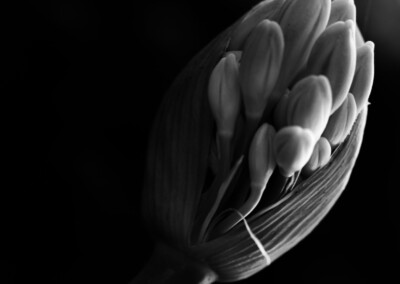Agapanthus Monochrome, agapanthus buds, flower buds, monochromatic, monochrome flower, agapanthus flower, black and white flower photo, b&w, b&w photography, monochrome photography, nature, nature in black and white, single b&w flower, beautiful b&w flower, growing flower, flora, black & white single flower