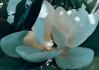 Magnolia Close up, white flower, flower photography, nature, close up photography, petal, flower petal