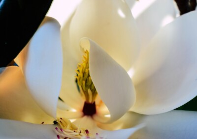 Magnolia Close up, white flower, flower photography, nature, close up photography, petal, flower petal