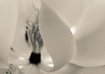 Magnolia Petals, magnolia flower, flower close up, flower petals, magnolia in monochrome, flower photography, monochrome flower photo, monochrome photography