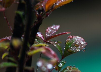 leaves, plants, garden plants, nature, nature photography, raindrops, raindrops on leaves, droplets, droplets on leaves, water droplets