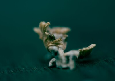 Fungi, nature, mushroom, nature photography, close up photography, macro photography, low key photo