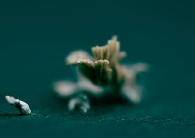 Fungi, nature, mushroom, nature photography, close up photography, macro photography, low key photo