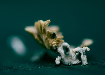 Fungi, nature, mushroom, nature photography, close up photography, macro photography, low key photo