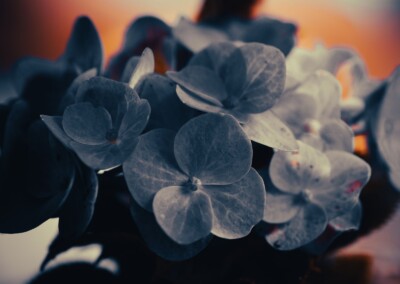 Hydrangea Artistic, hydrangea, hydrangea flowers, hydrangea flower cluster, fine art, fine art photography, flowers, flower photography, close up photo of hydrangea flowers, beauty in flowers, beauty in nature
