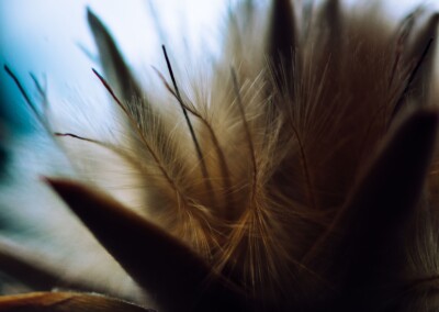 Protea closeup, protea flower, protea flower closeup, protea closeup in abstract, flower abstract, flower photography, closeup photo of protea, protea petals, abstract flower photo, fine art photography, still life, still life photography