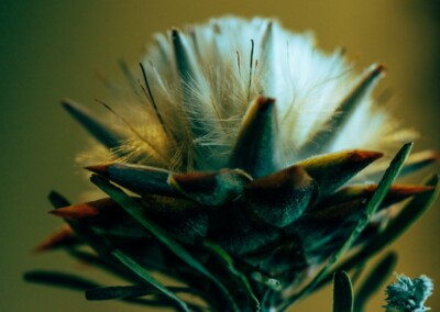 Protea closeup, protea flower, protea flower closeup, protea closeup in abstract, flower abstract, flower photography, closeup photo of protea, protea petals, abstract flower photo, fine art photography, still life, still life photography