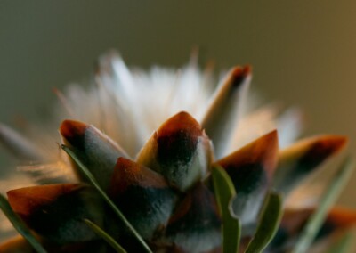 Protea closeup, protea flower, protea flower closeup, protea closeup in abstract, flower abstract, flower photography, closeup photo of protea, protea petals, abstract flower photo, fine art photography, still life, still life photography