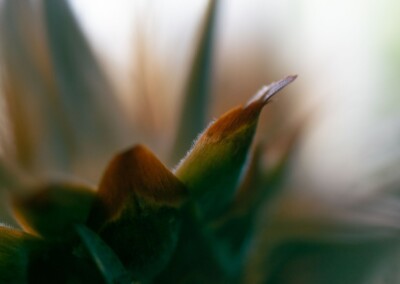Protea closeup, protea flower, protea flower closeup, protea closeup in abstract, flower abstract, flower photography, closeup photo of protea, protea petals, abstract flower photo, fine art photography, still life, still life photography