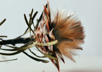 Protea closeup, protea flower, protea flower closeup, protea closeup in abstract, flower abstract, flower photography, closeup photo of protea, protea petals, abstract flower photo, fine art photography, still life, still life photography