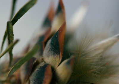 Protea closeup, protea flower, protea flower closeup, protea closeup in abstract, flower abstract, flower photography, closeup photo of protea, protea petals, abstract flower photo, fine art photography, still life, still life photography