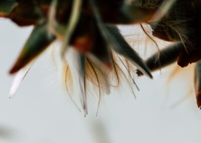 Protea closeup, protea flower, protea flower closeup, protea closeup in abstract, flower abstract, flower photography, closeup photo of protea, protea petals, abstract flower photo, fine art photography, still life, still life photography