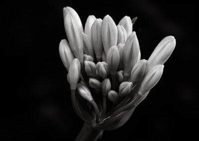 Agapanthus Monochrome, agapanthus buds, flower buds, monochromatic, monochrome flower, agapanthus flower, black and white flower photo, b&w, b&w photography, monochrome photography, nature, nature in black and white, single b&w flower, beautiful b&w flower, growing flower, flora, black & white single flower