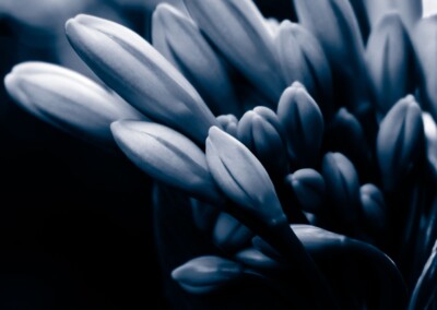 Agapanthus Monochrome, agapanthus buds, flower buds, monochromatic, monochrome flower, agapanthus flower, black and white flower photo, b&w, b&w photography, monochrome photography, nature, nature in black and white, single b&w flower, beautiful b&w flower, growing flower, flora, black & white single flower