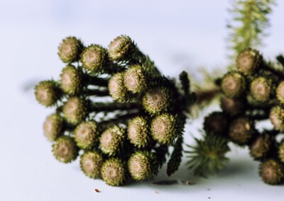 Thistle, still life, still-life, #stilllifephpyography, photography, nature, plants, thistle photo