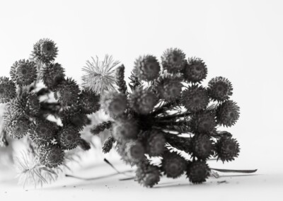 Thistle, still life, still-life, still-life photography, photography, nature, plants, thistle photo, fine art, fine art photography, monochrome photo, monochromatic, monochrome photography, nature photography, nature, plants, wild plants